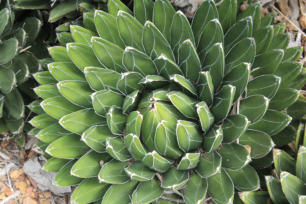 Agave victoria reginae